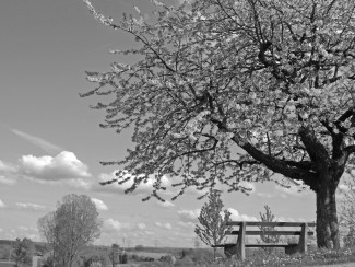 Kirschbaum mit Bank vor einer weiten Landschaft